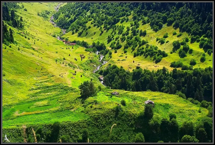 მწვანე ტყიანი ფერდობები შოვის გარშემო